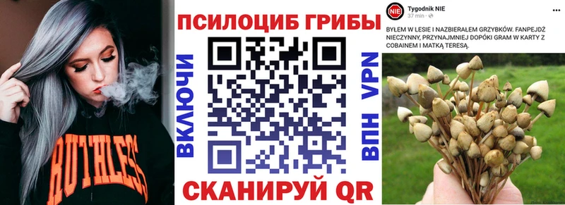 купить наркотик  Приморско-Ахтарск  Галлюциногенные грибы Psilocybine cubensis 
